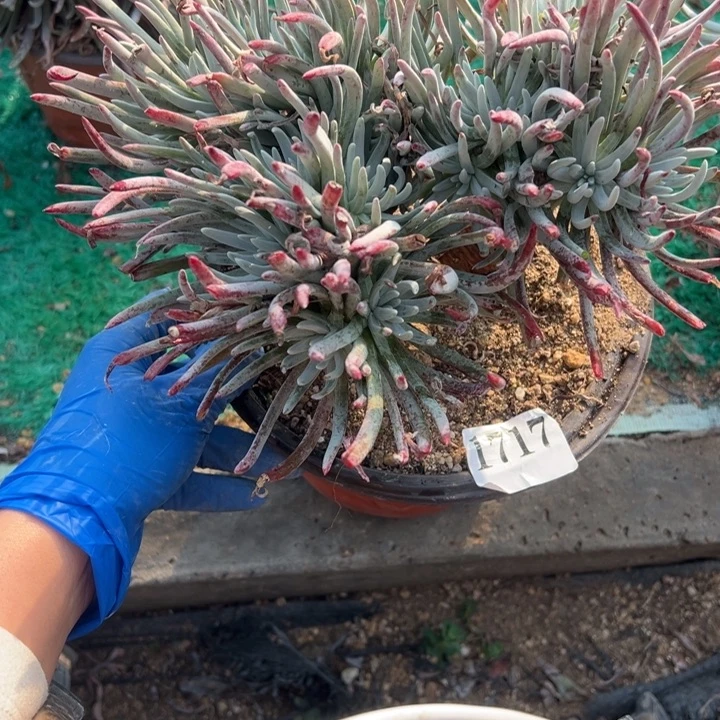 717号爱杜丽丝多肉植物