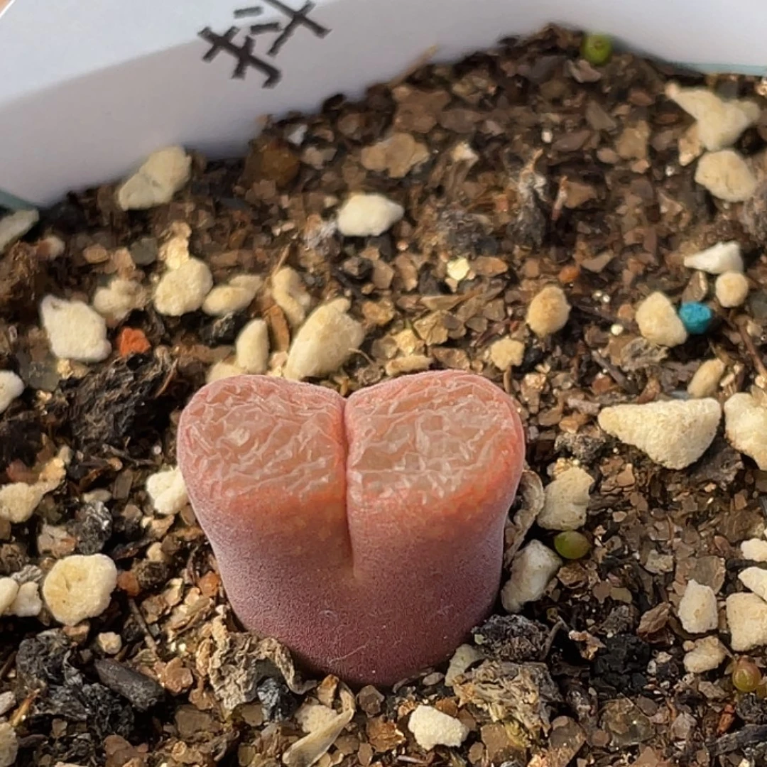 30-9红风铃肉锥多肉