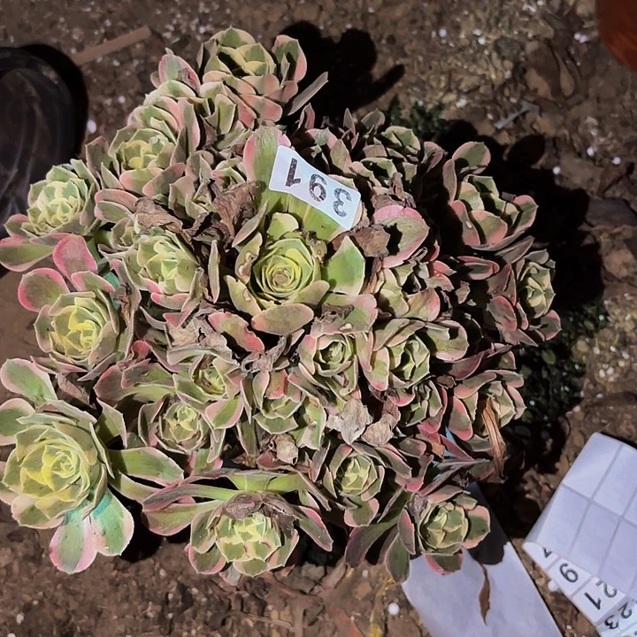 391妖月多肉植物不售后
