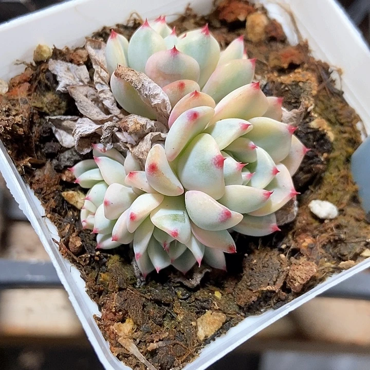 多肉植物姬莲锦2129