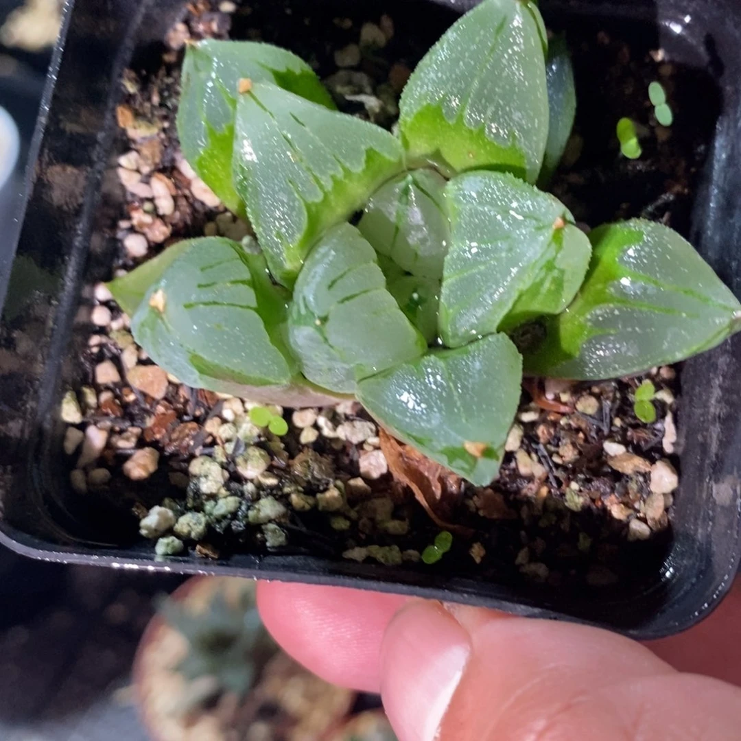 冰城三颗一起 整点福利