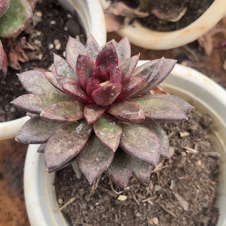 无花朵紫水晶个体变异2盆。