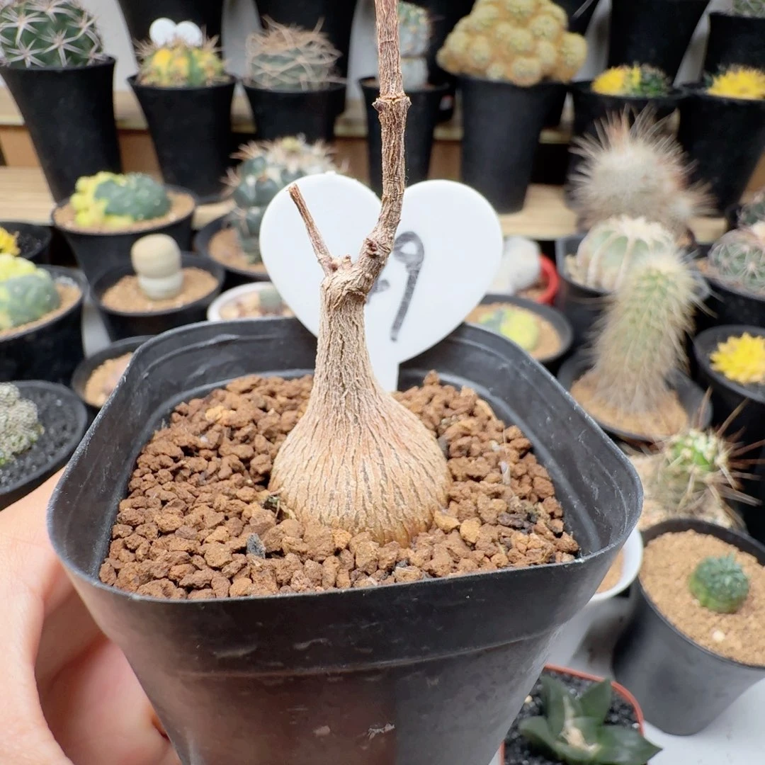 无花朵49紫背罗摩