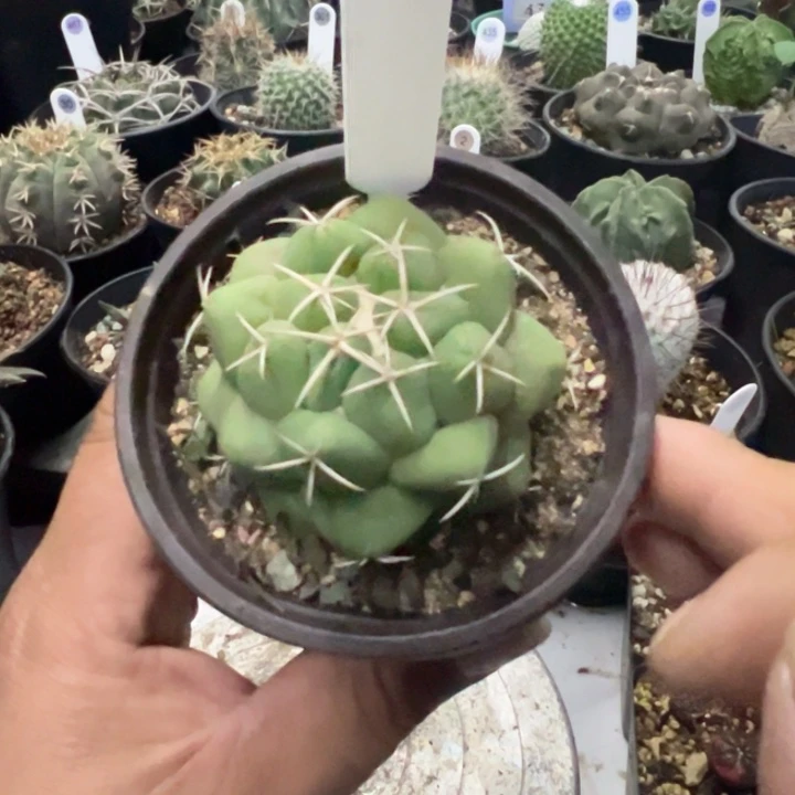 完全开放象牙带盆发