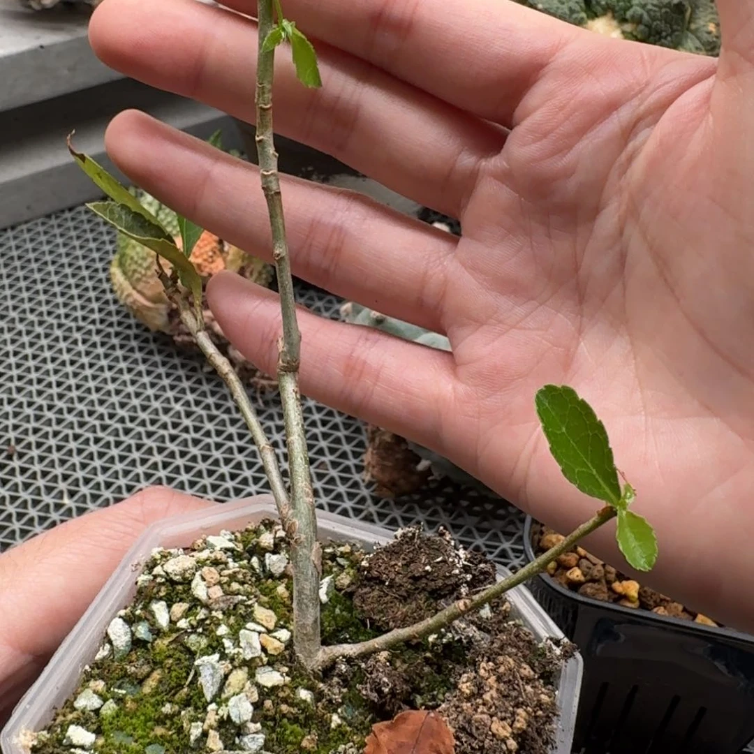 257金皮密耳哈呵呵呵呵