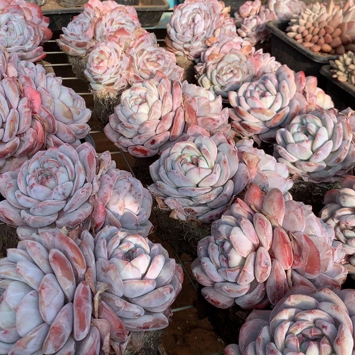 双头起胖体石榴籽星影橙梦露两单包邮