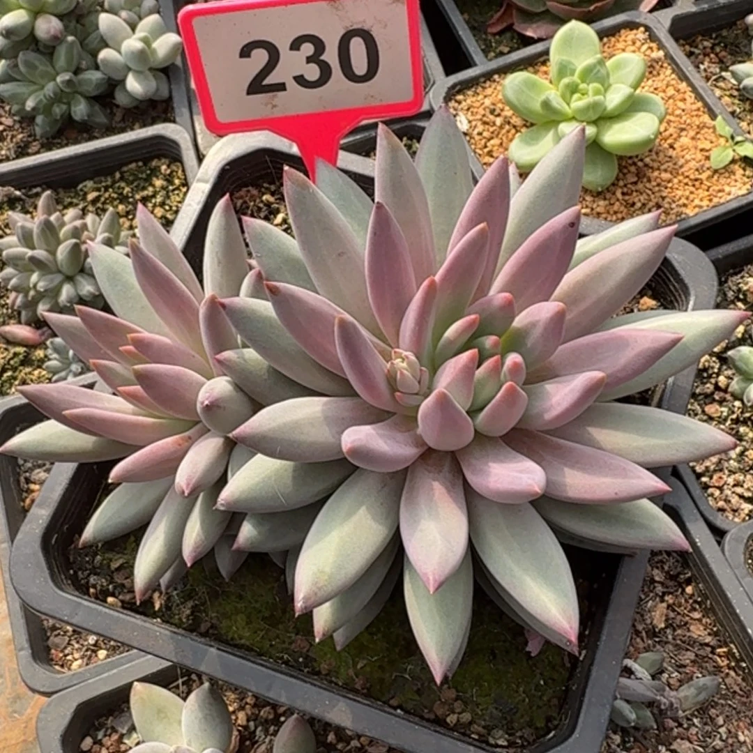 虞美人一物一拍230