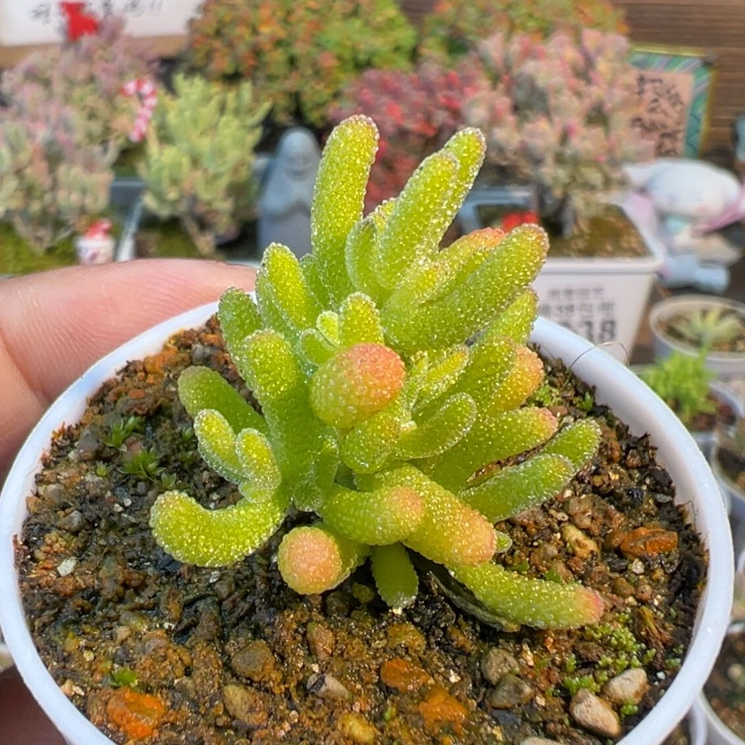 28-332冰糖五圆盆