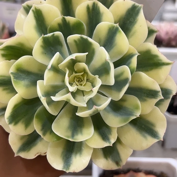 1044号海啸锦多肉植物