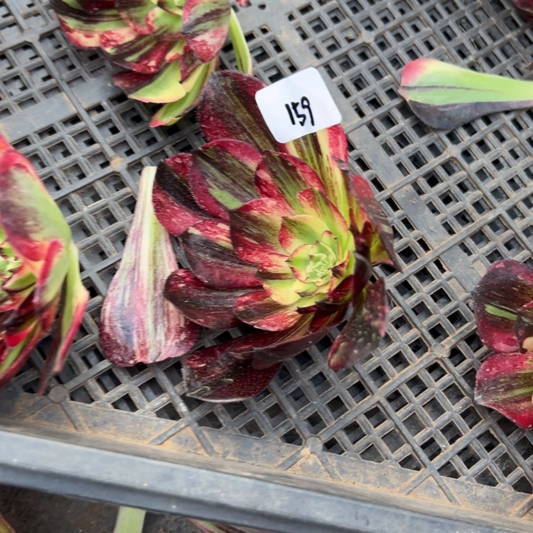 随***缘159伯爵无根多肉椅子