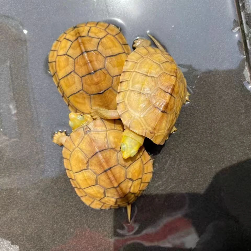 皖南小青宠物观赏小乌龟直播选龟链接