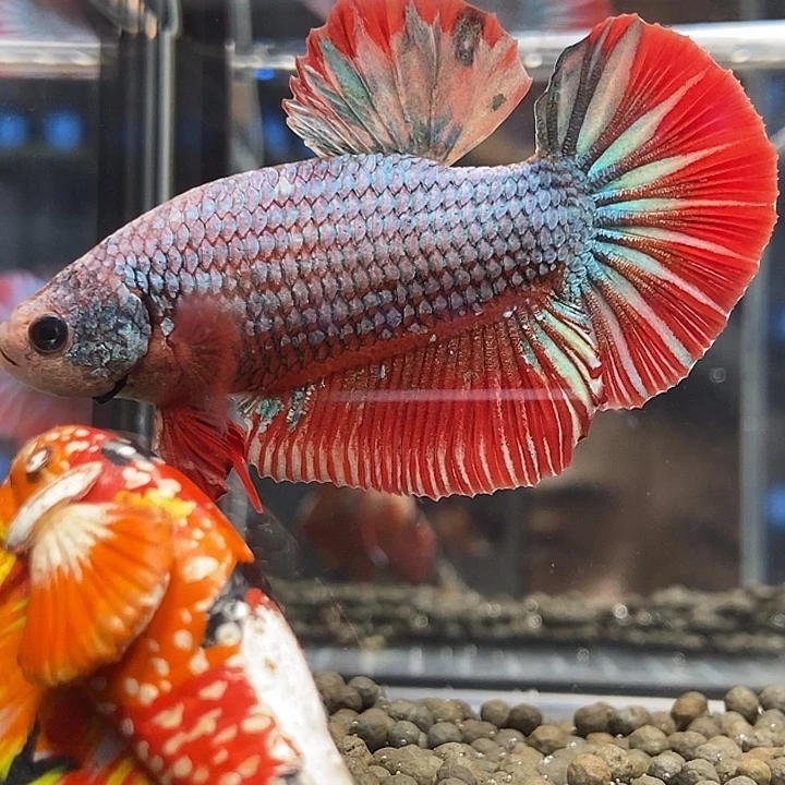 斗鱼黑121号巨斗将军