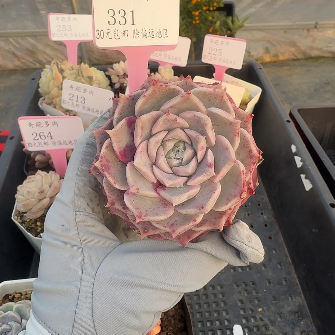 331 脱土 群生不包整 30元包邮非偏远