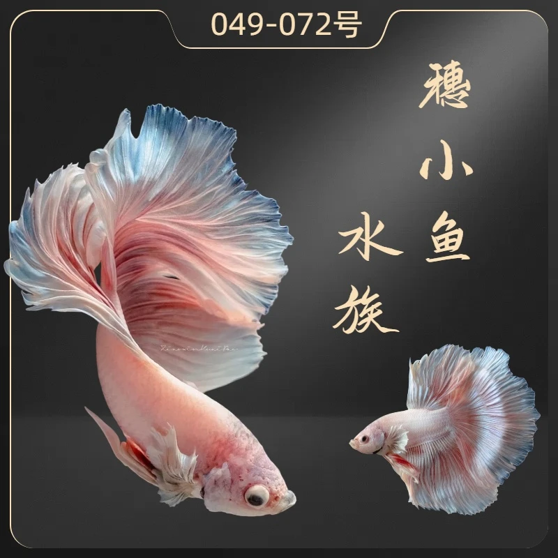 穗小鱼水族049-072号大耳半月婚纱鱼狮王将军斗鱼母斗鱼一物一拍