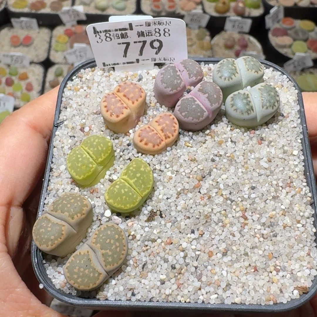 Sss精品清货价779