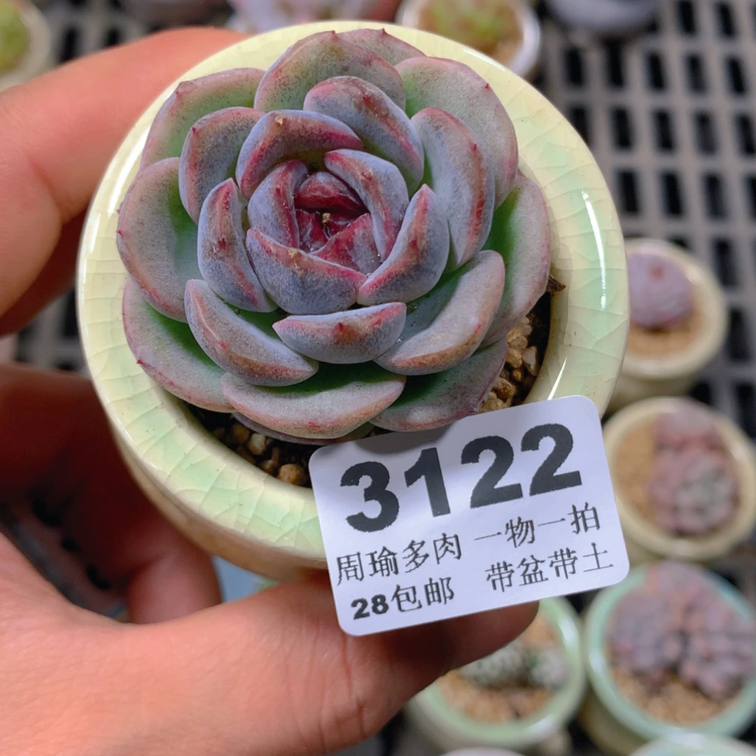 5厘米盆精控多肉3122