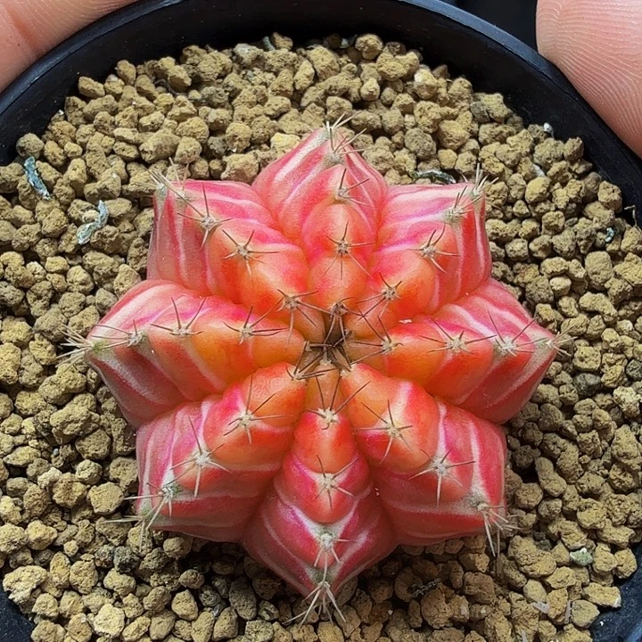 当前无花朵，栽培后可花朵