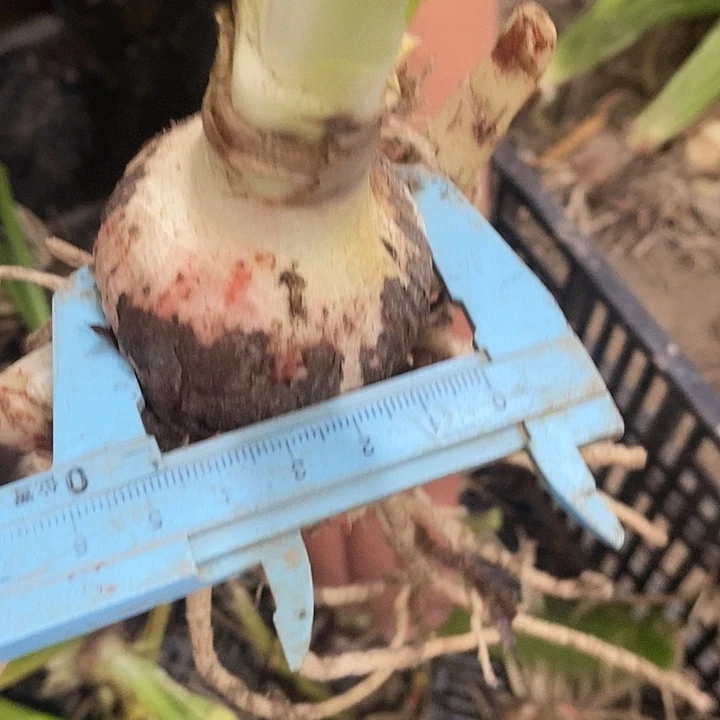 花瓣称群错版球4.5