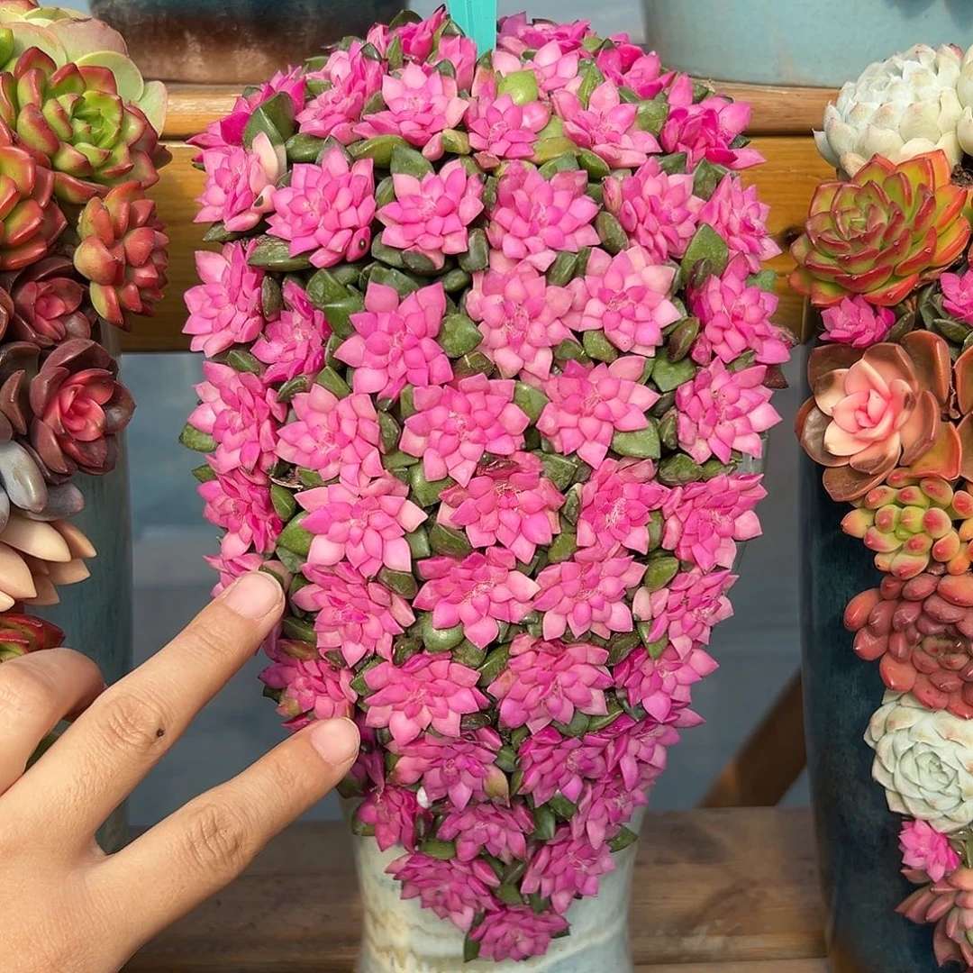 003白爱多肉组合花园组合