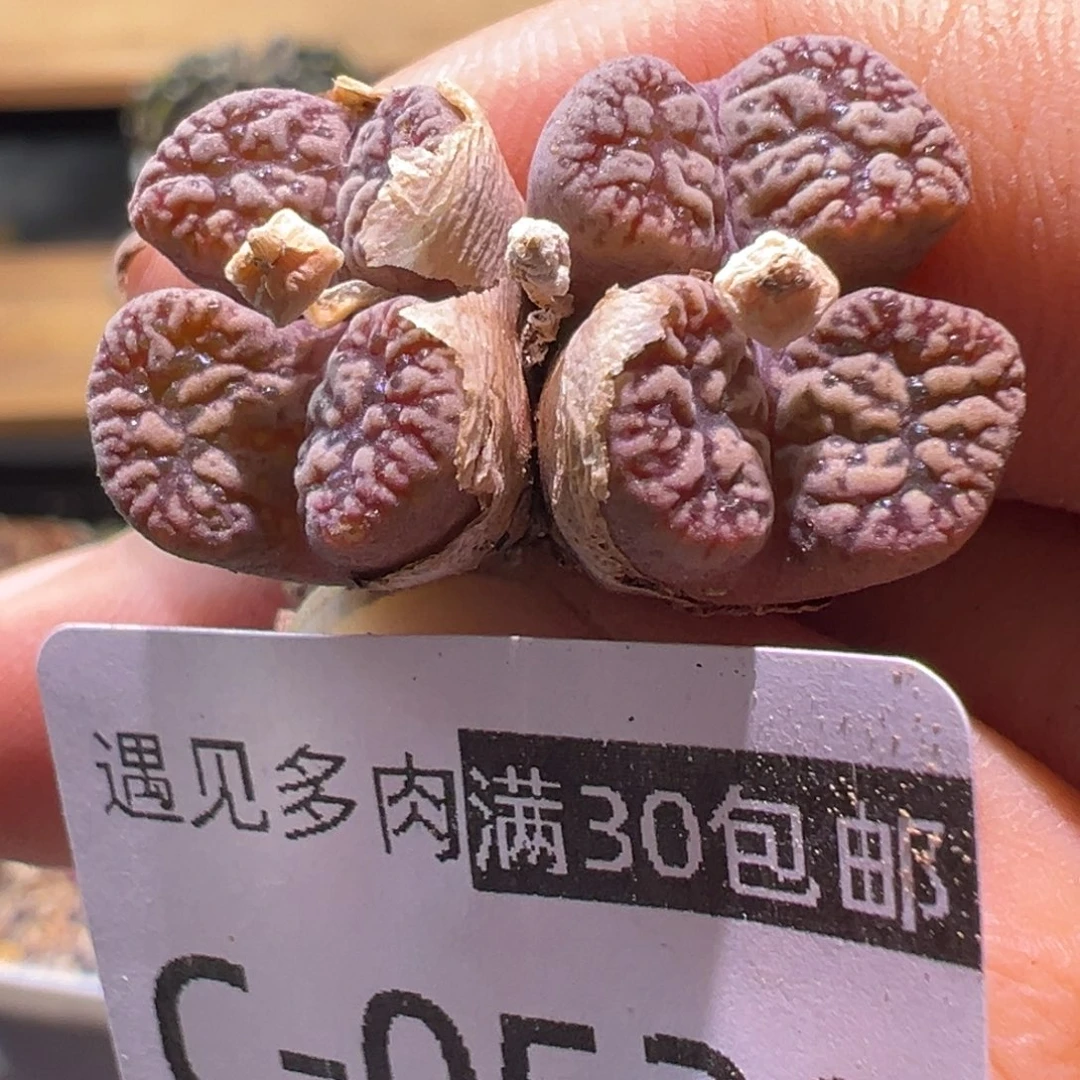 520 多肉植物1111111111