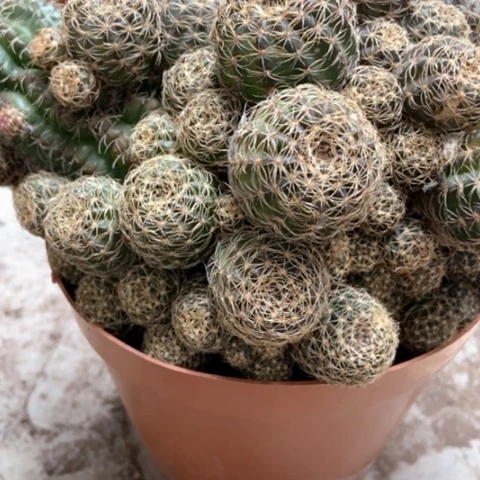 辉煌仙人球25米仙人球