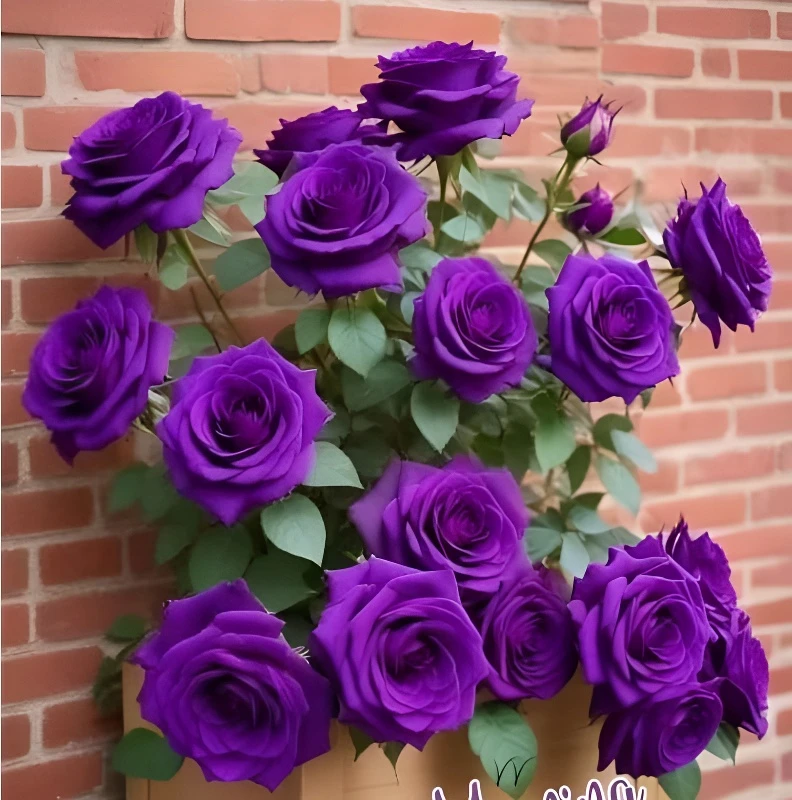 大花浓香型勤花玫瑰花苗老桩四季可种耐寒耐热植物盆栽好养