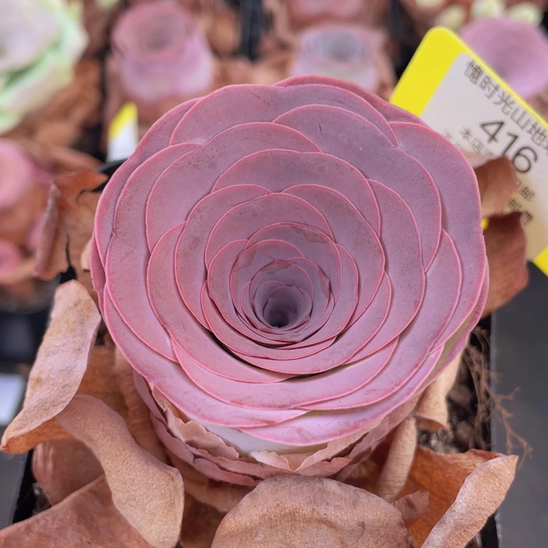 山地玫瑰416满38包邮裸根发货