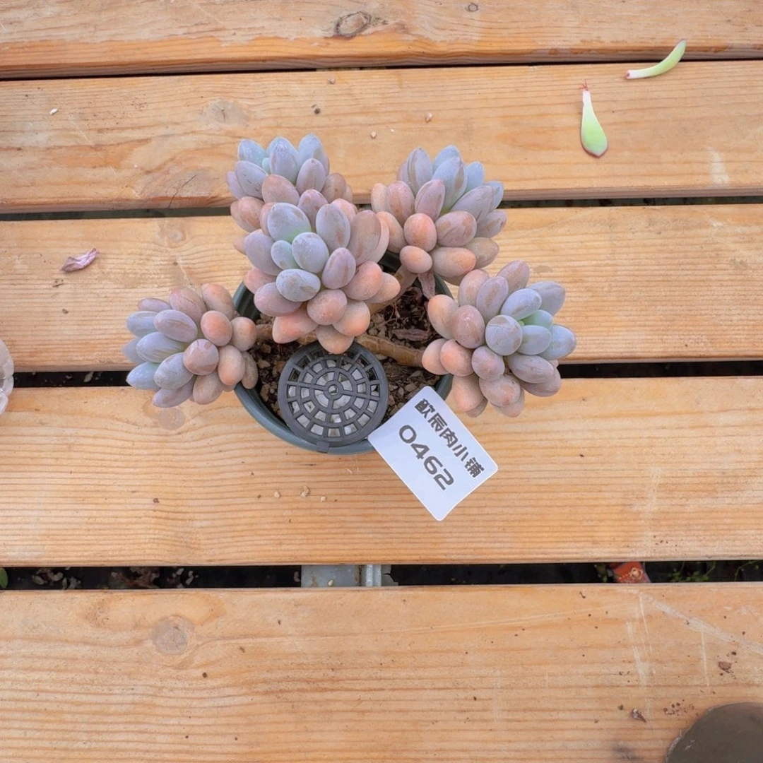 团***奶多肉植物粉色恋人0462