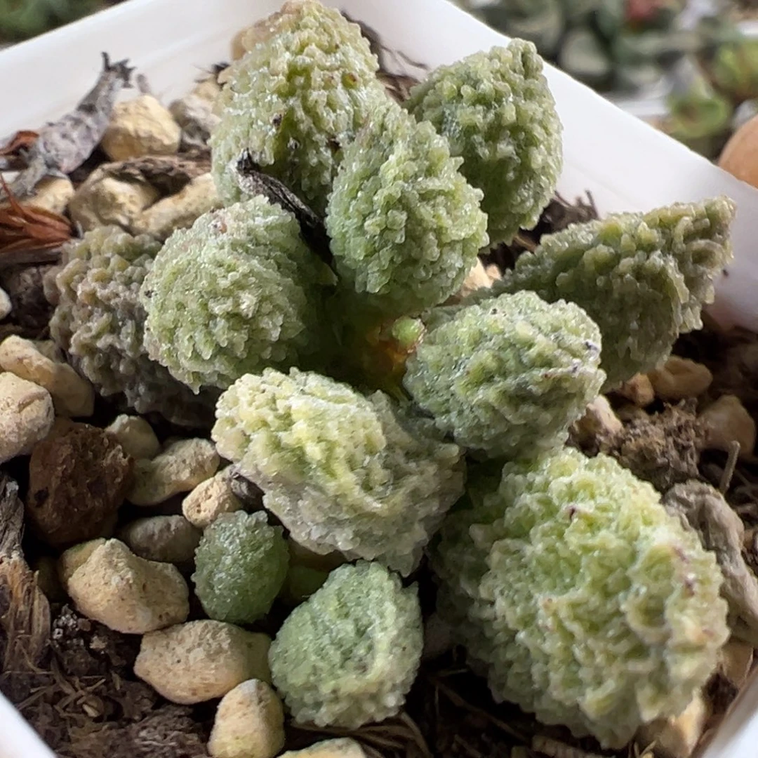 丸叶翠绿石水泡多肉植物水泡