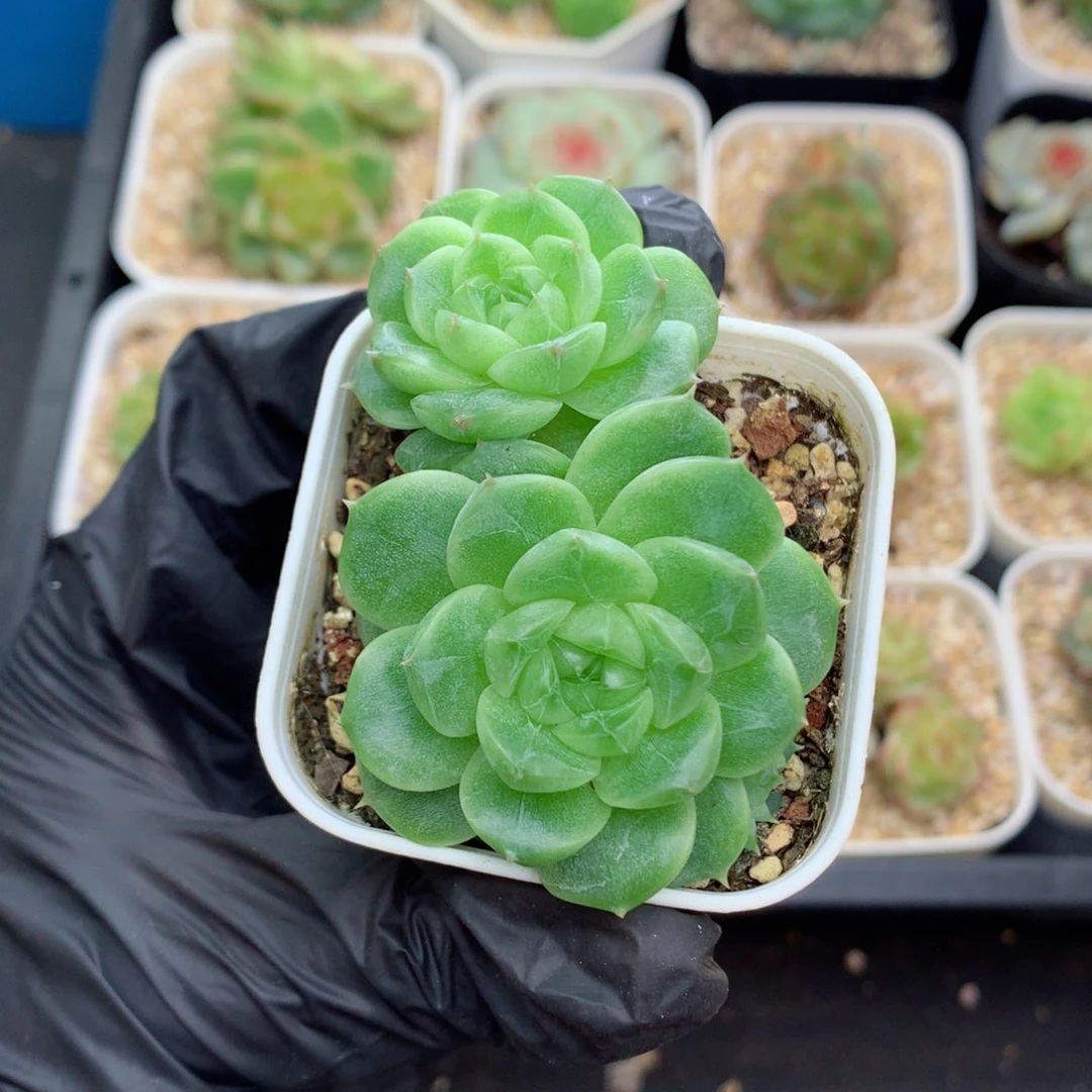 58包邮  群生不包整103
