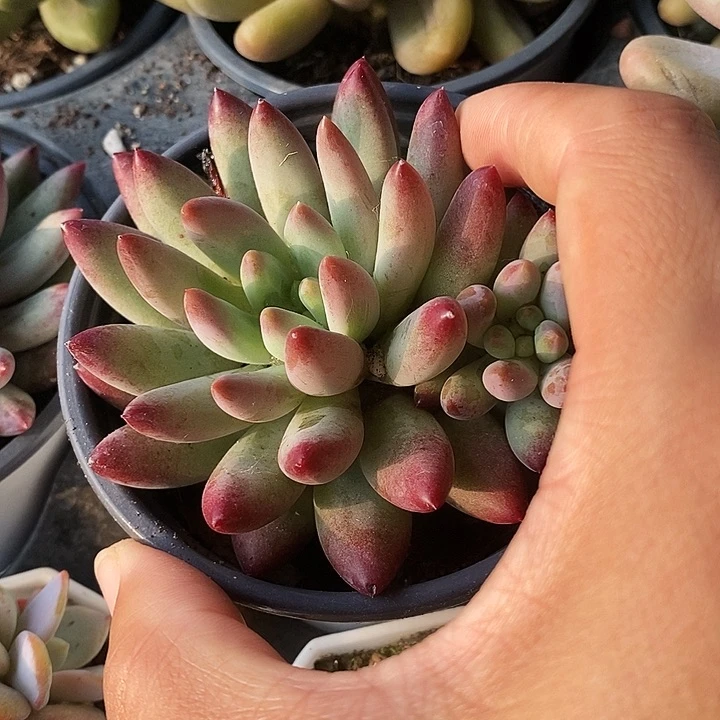 茶*?虞美人1223578990000