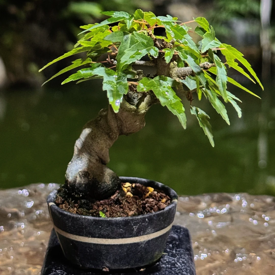 微型掌上盆景实物以直播间为准