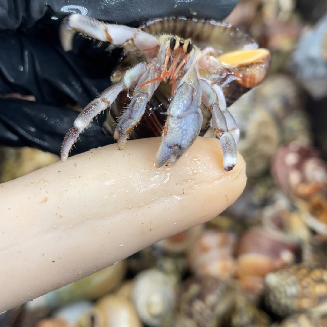 活体宠物不退不换67