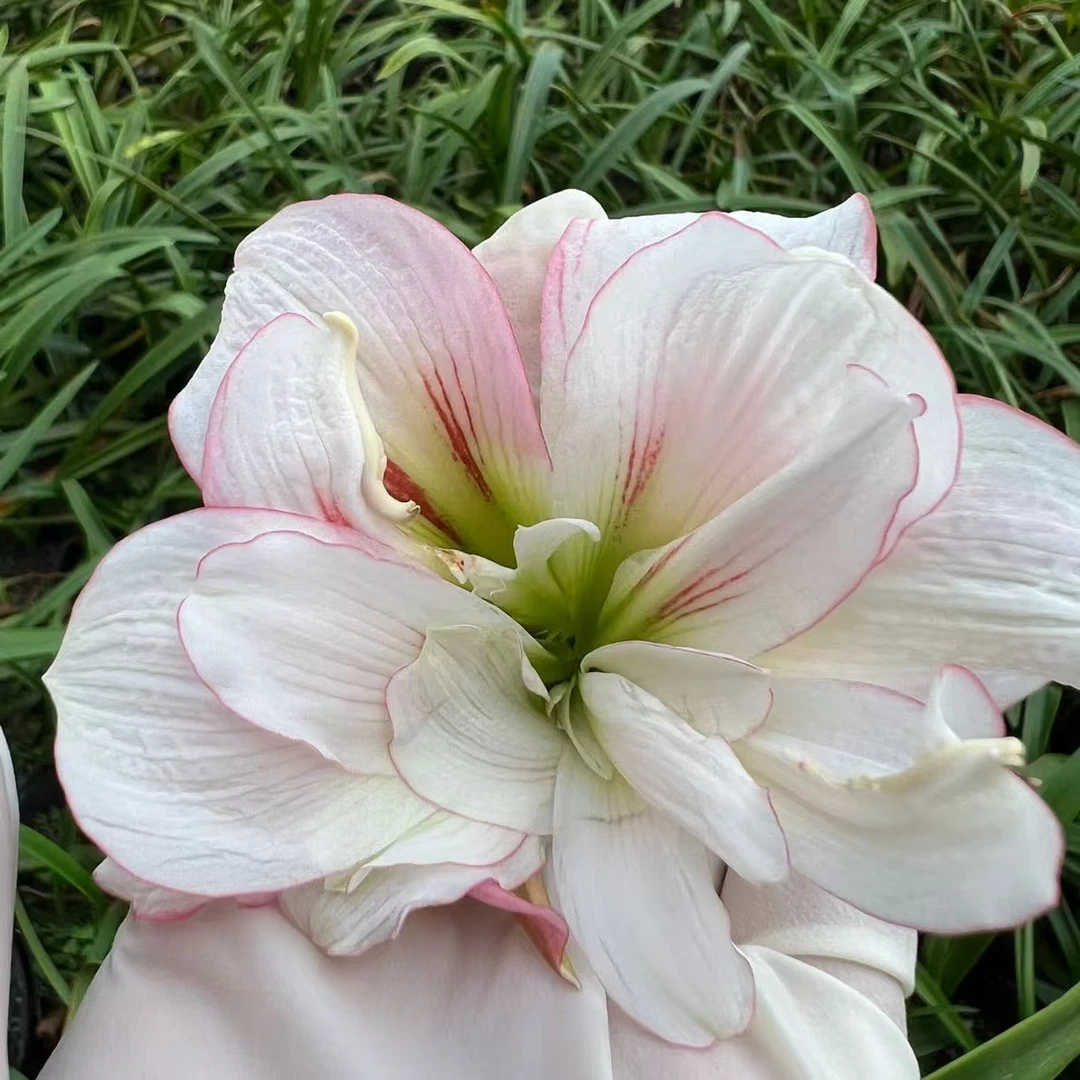 S孤挺花园 Bình An 0039（BN0039）等待春天复花 种球