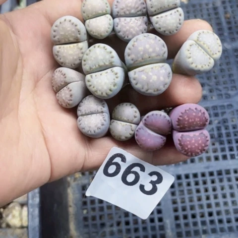 663饼干一物一图如图