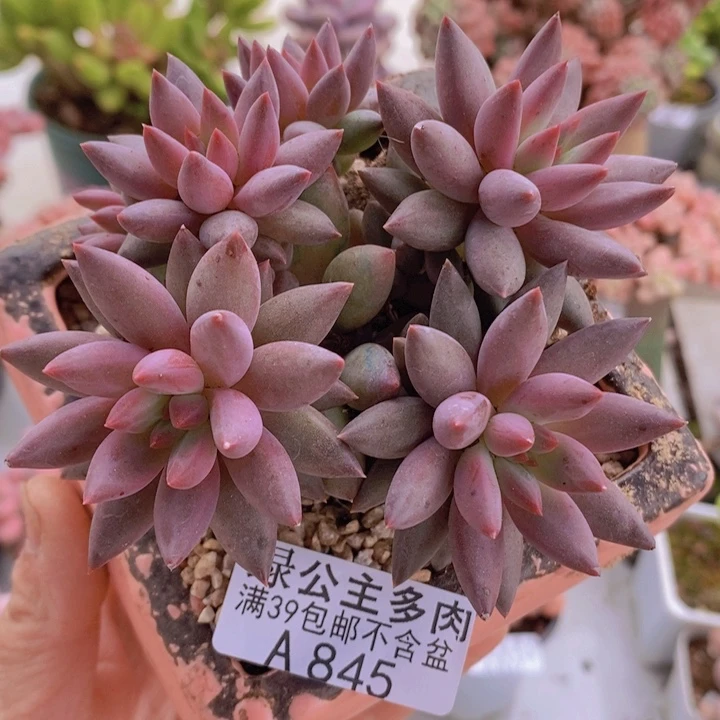虞美人有砍10cm845多肉