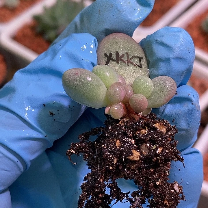 佑***爺香可可奶酪锦多肉植物