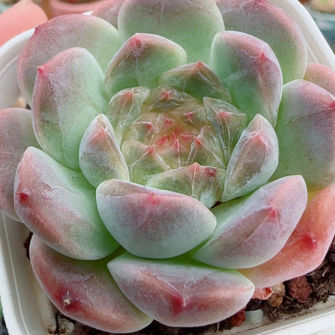 花语逸镜0927-68秘境冰魄