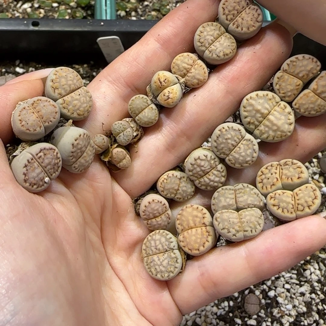 7.3。 215清盒十方。9046