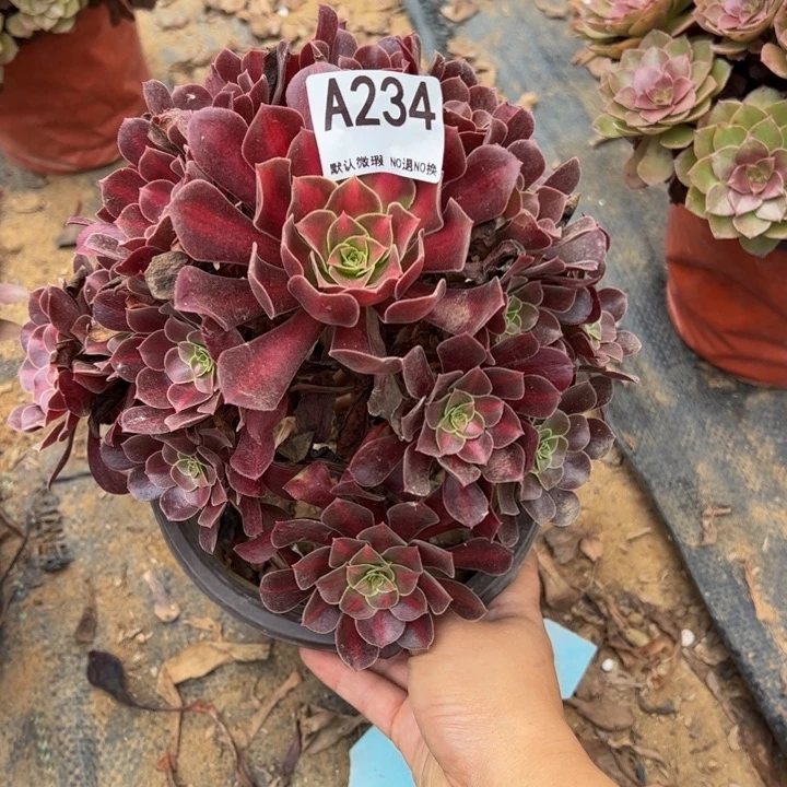 花娜多肉植物234.
