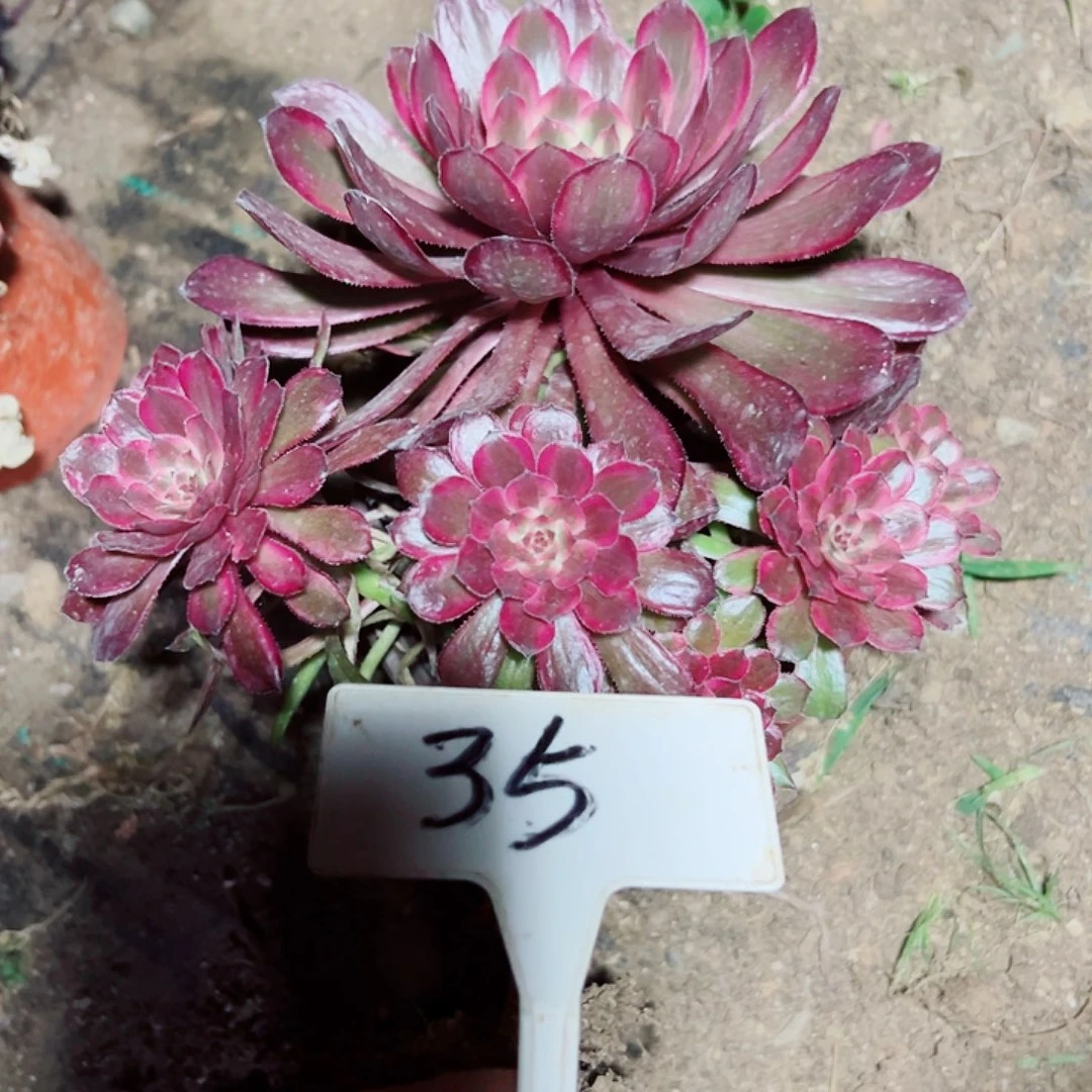 多肉植物紫霞法师