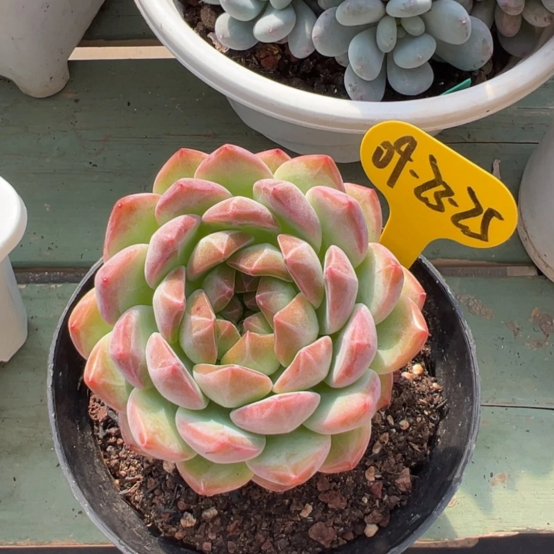 09-23-25新品美肉多肉植物