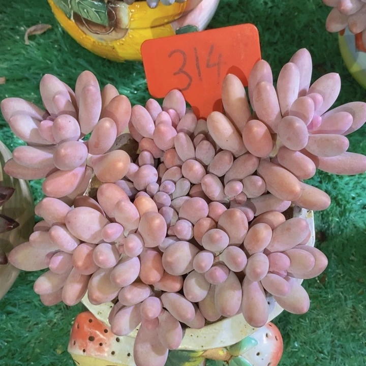 这么多事要等下星期