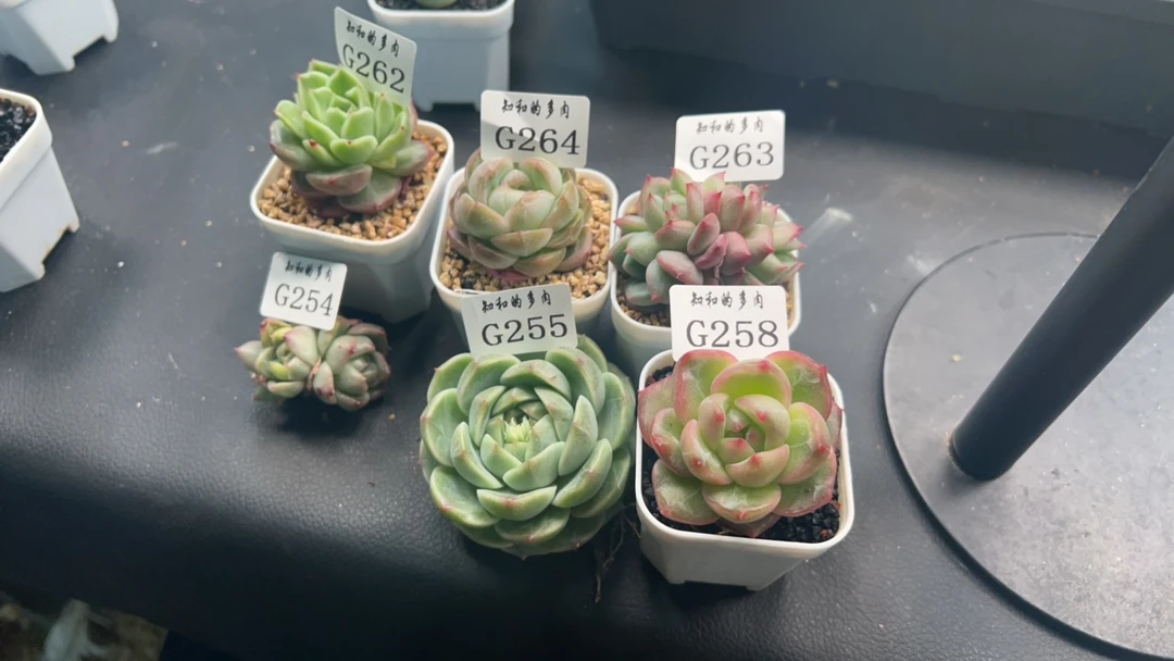 知和的多肉专拍链接