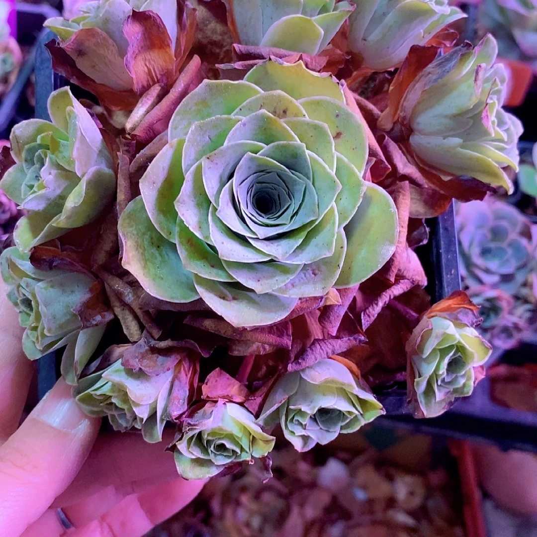 玫***开山地玫瑰一物一拍175大号小玉