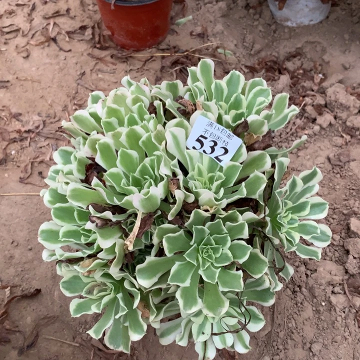 532雨花石绣球东棚