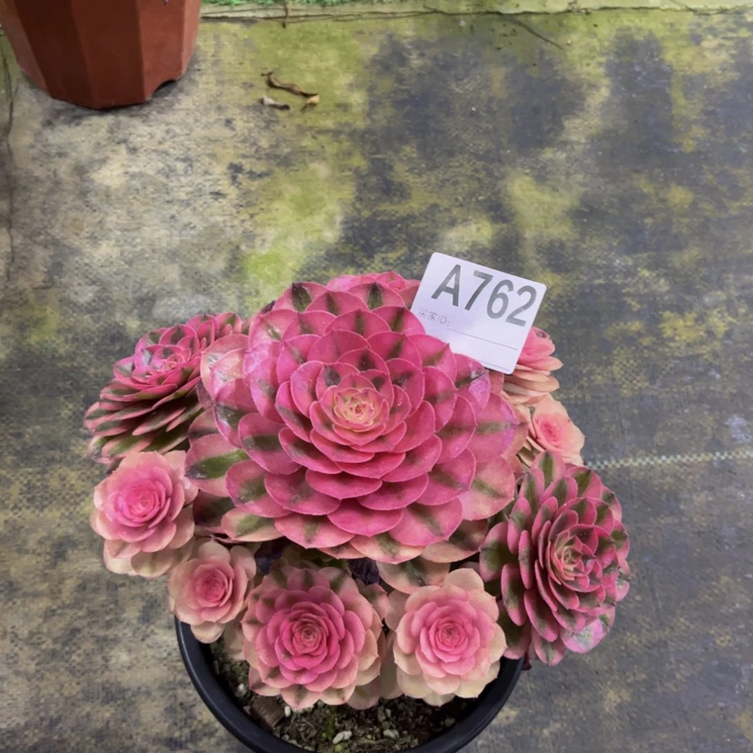 倾城000000076200000