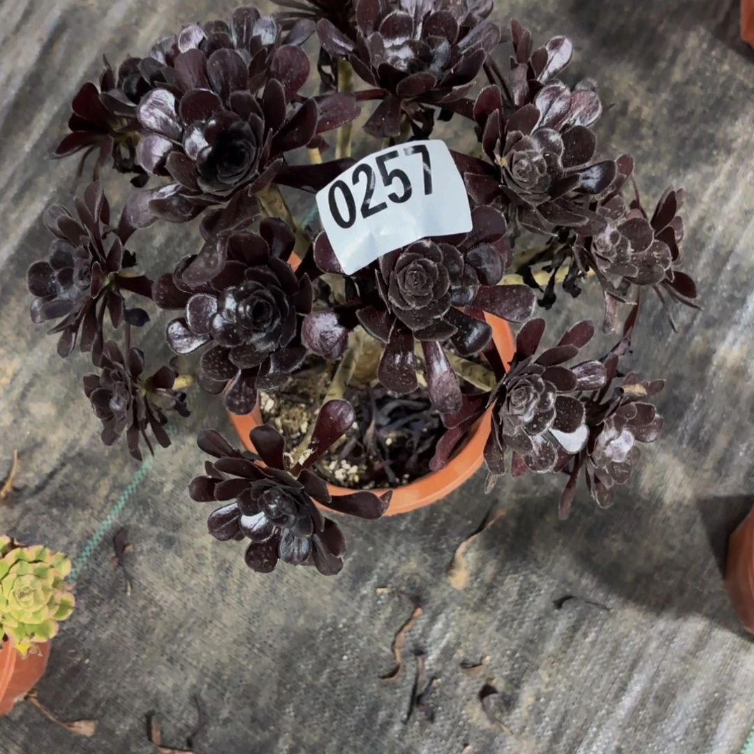 无花朵0257墨法师多肉植物