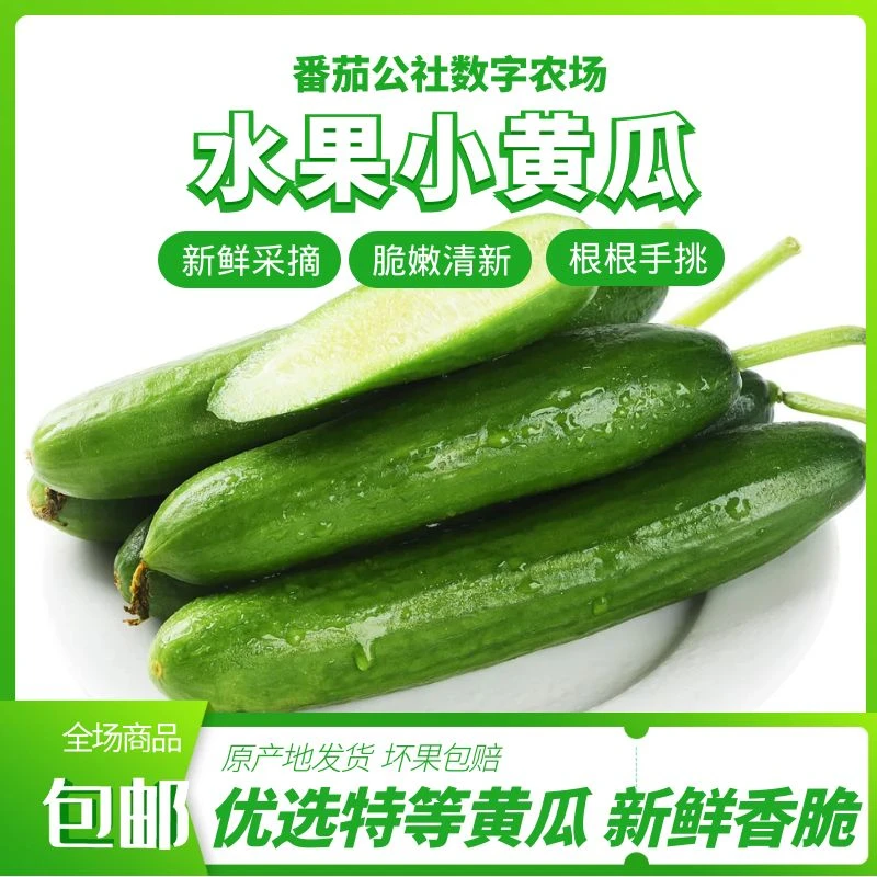 黄瓜水果黄瓜青瓜当季水果3斤/4.5斤装新鲜现摘现发生吃脆甜无糖