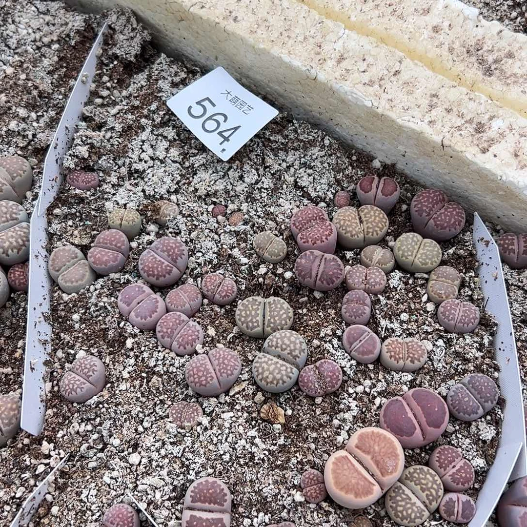 清框脱土发无售后默认有疤。564